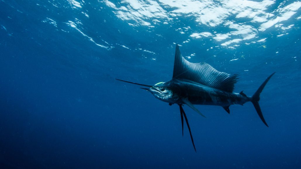 Faster Than a Speeding Sailfish - WorldStrides