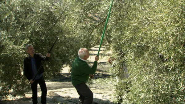 men picking olives in Spain