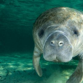 Florida Habitat H2O Manatee Portrait