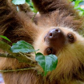 Rain forest Sloth on Student trip to Costa Rica, WorldStrides Eco-Adventures