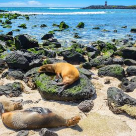 Fur Seals Galapagos