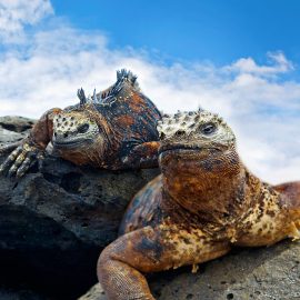 Quito and the Galapagos Student Tour