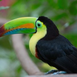 Cloud rainforest wild animal sanctuary, Costa Rica