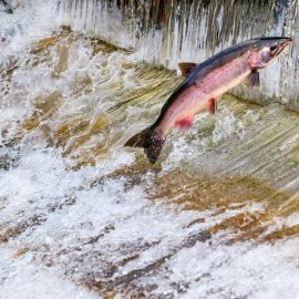 California State History Nimbus Fish Hatchery,