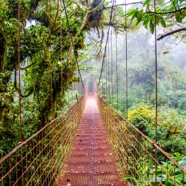 Monteverde Cloud Forest - Monte Verde, Costa Rica