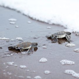 Baby Turtles - Tortuguero National Park, Costa Rica