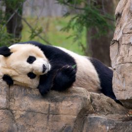 Panda Bear at the National Zoo - Washington, DC