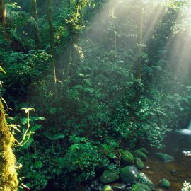 Monteverde Cloud Forest