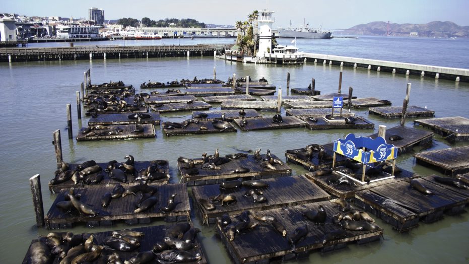 San Francisco's sea lions - Science Wanders