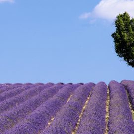 Lavender fields of provence