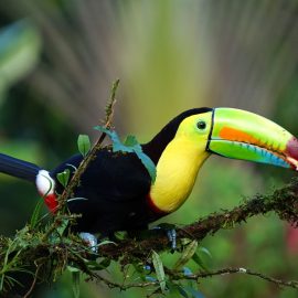 Toucan Costa Rica Trip