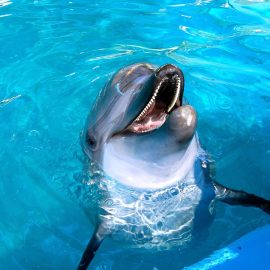 Splash into Science Dolphin Experience - Key Largo, Florida