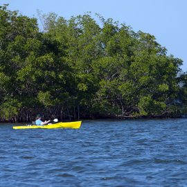 Splash into Science Garden Cove Kayak Tour - Key Largo, Florida