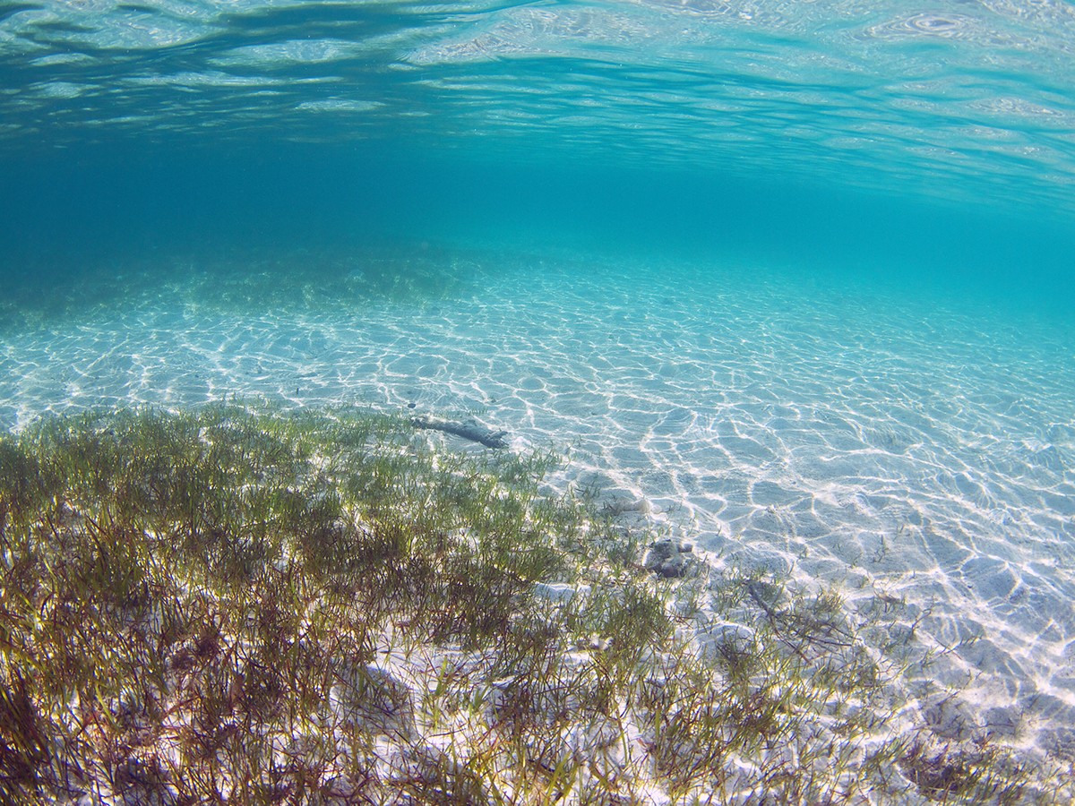 Florida Uncovered Snorkel Seagrass Beds | WorldStrides