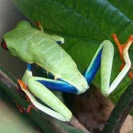 Red-Eyed Tree Frog at Monteverde Frog Pond - Guanacaste, Costa Rica