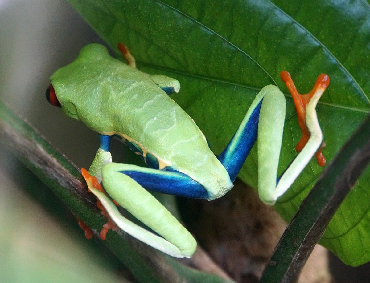 Monteverde Frog Pond   WorldStrides