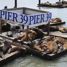 pier 39 SF