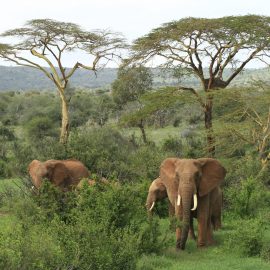 South African Elephants