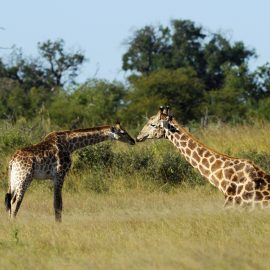 Malawi Leadership program - Giraffes