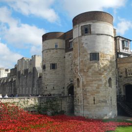 Poppies at London Tower