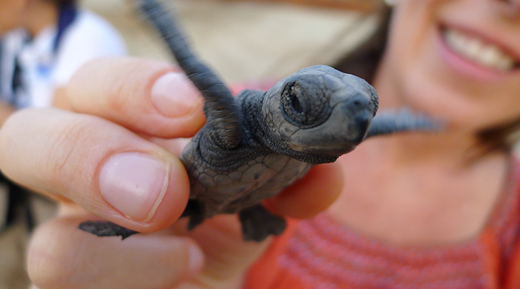 Sea Turtles Mexico