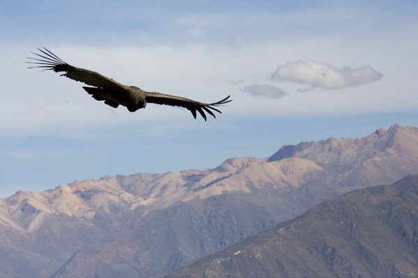 Condor in Peru