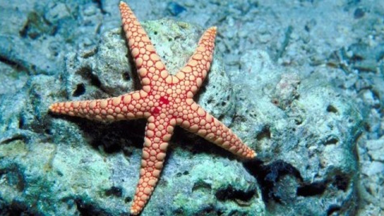 Starfish 