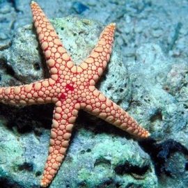 Starfish