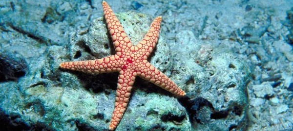 What You Didn't Know About Starfish | WorldStrides