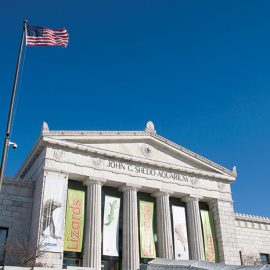 Shedd Aquarium