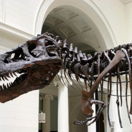 Field Museum