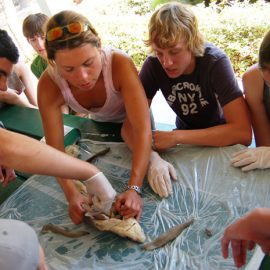 Students enjoying the Discovery for Credit program in Fort de Soto, Florida