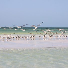 Barefoot Beach Preserve