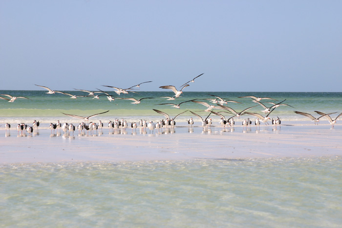 Barefoot Beach Preserve | WorldStrides