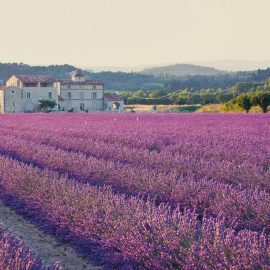 Provence France Lavender Fields