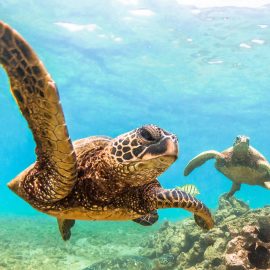 Hawaiian Green Sea Turtles Punalu’u Black Sand Beach