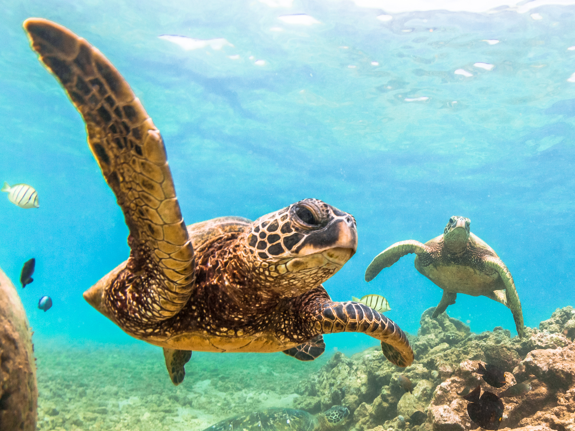 Hawaiian Green Sea Turtles Punalu’u Black Sand Beach