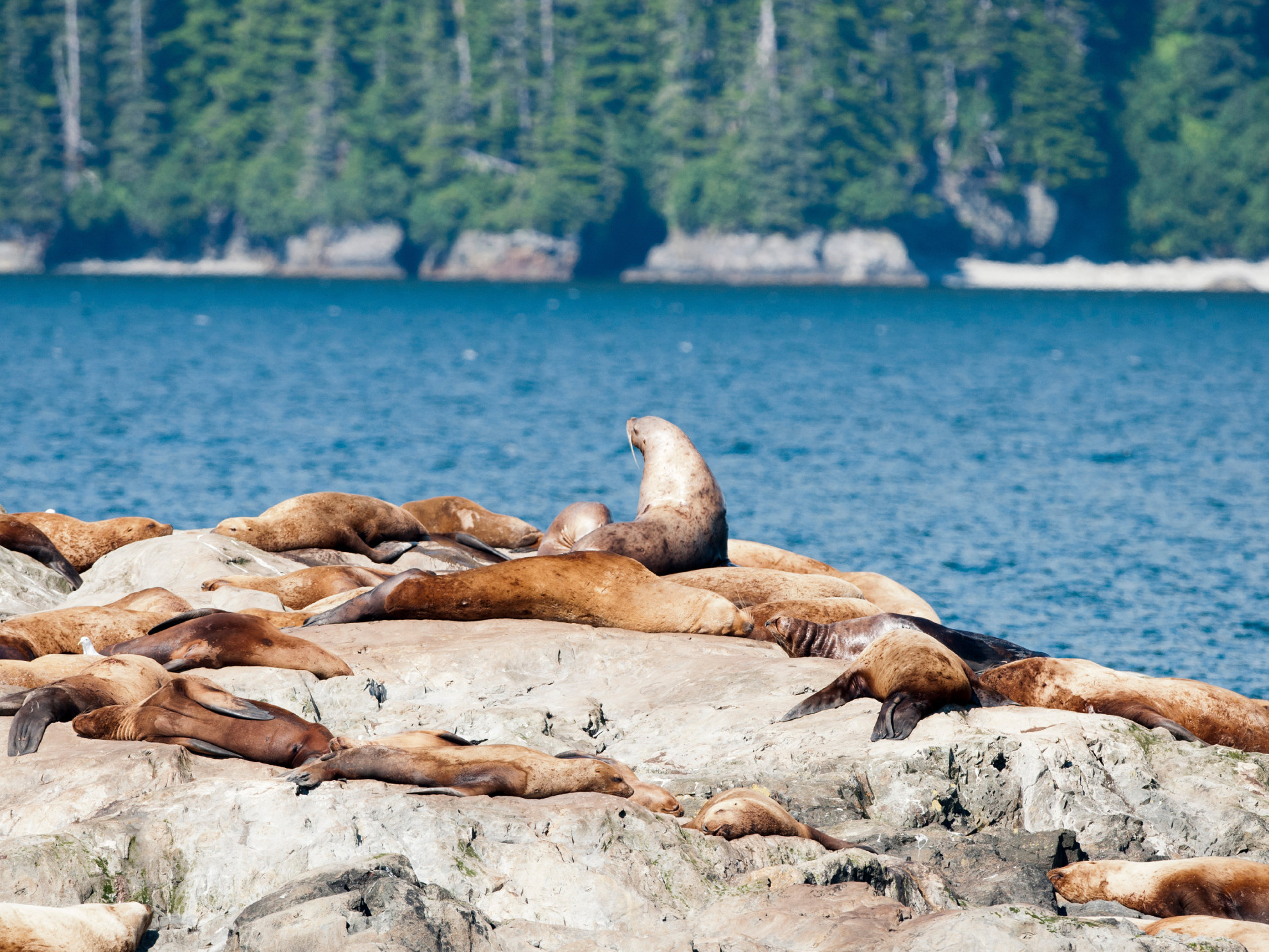 Sea Lions Resurrection Bay Alaska WorldStrides