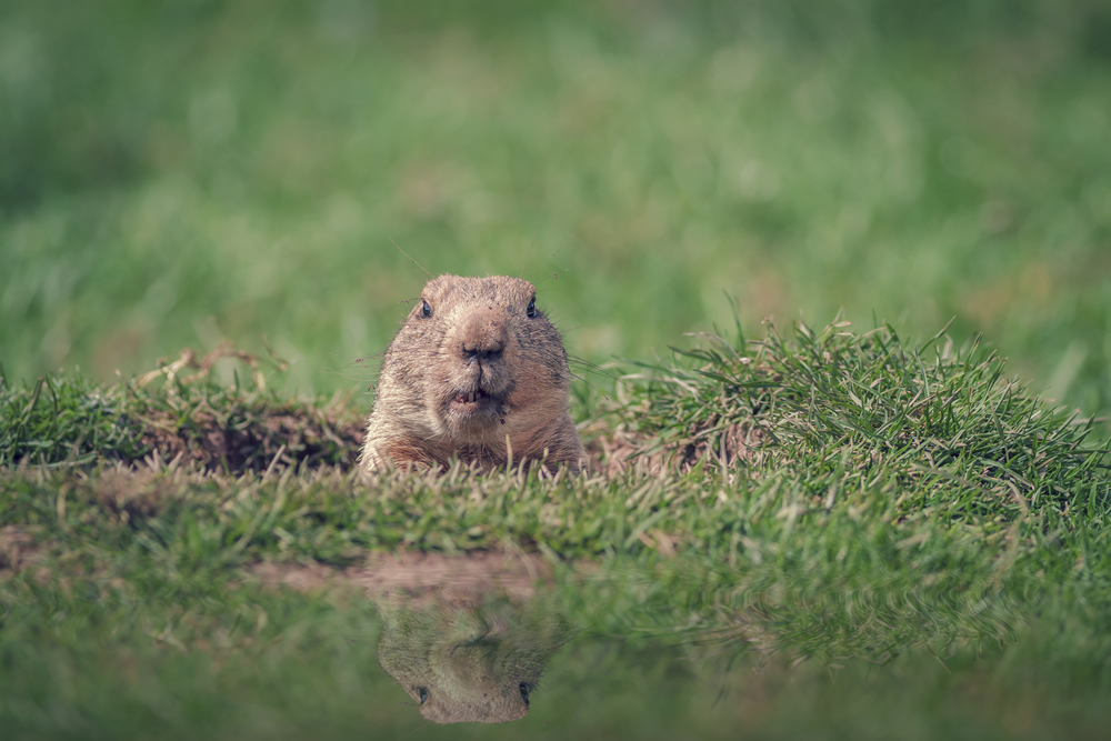 Groundhog Mantle Mates Sitting Groundhog's Day Punxsutawney