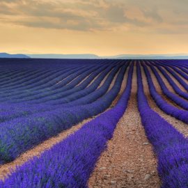 Provence, France Lavender Fields