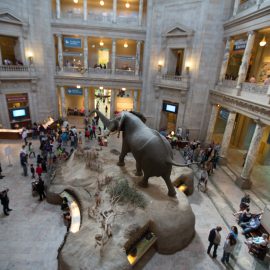 American Museum of Natural History - Smithsonian Washington, D.C.