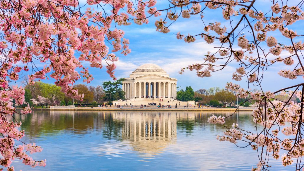 Washington DC cherry blossoms