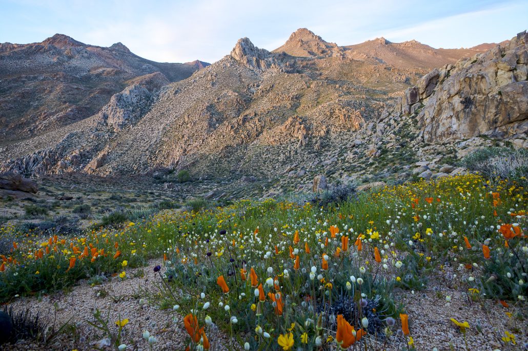 death valley wildflowers WorldStrides