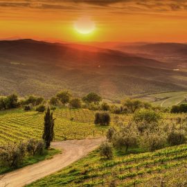 Tuscany, Vineyards