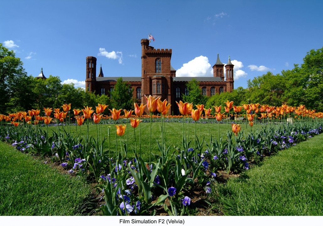 Flowers in the Smithsonian gardens