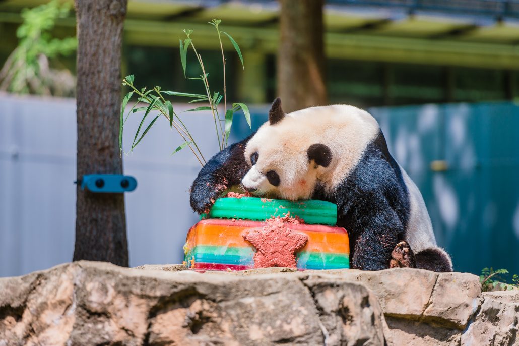 Panda at the National Zoo enjoying cake