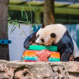 Panda at the National Zoo enjoying cake