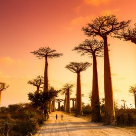 Boabab-Alley-Madagascar