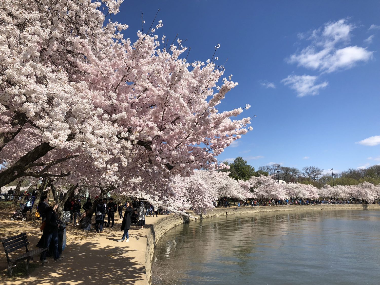 History of the National Cherry Blossom Festival in Washington, D.C