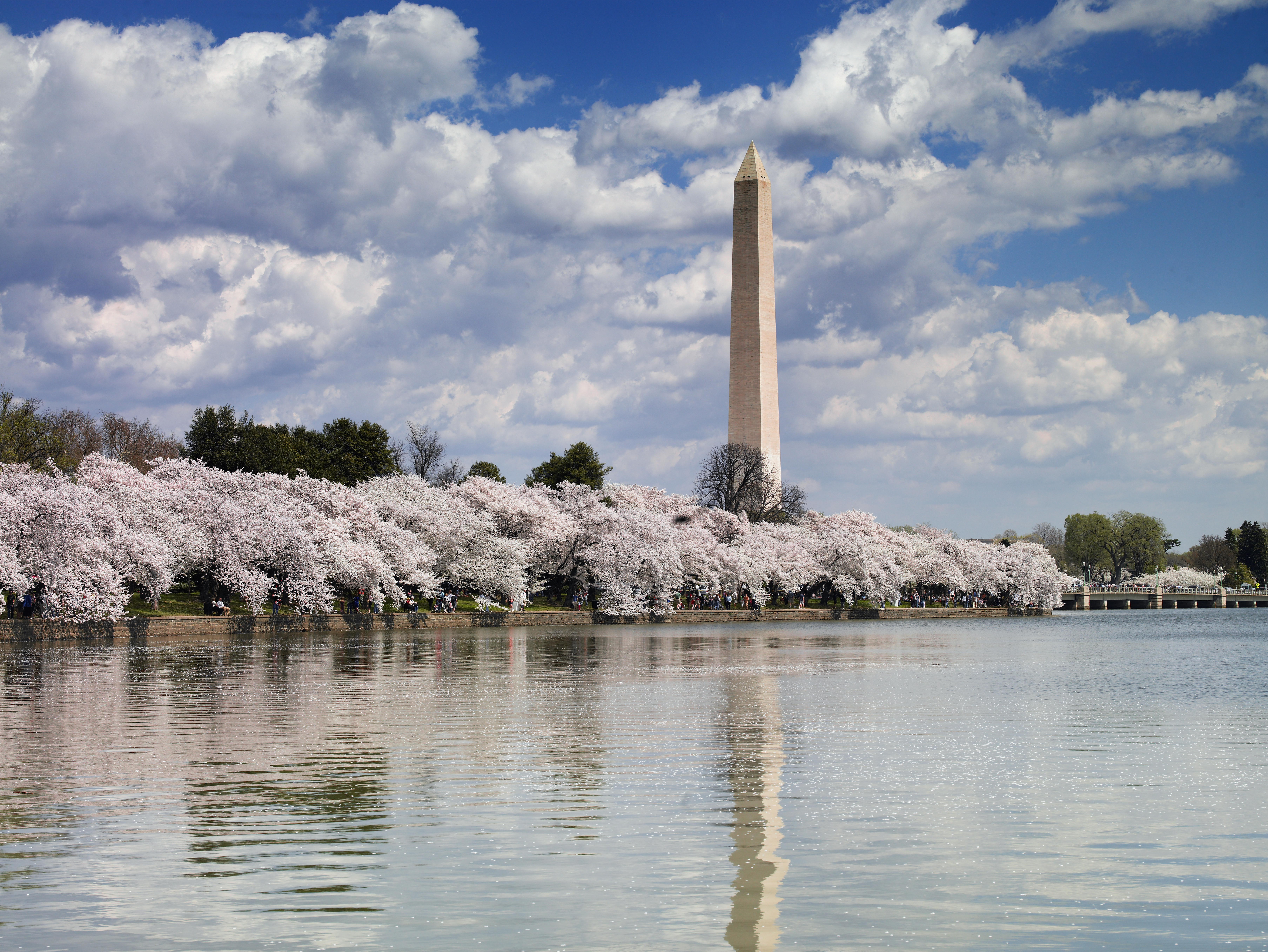History Of The National Cherry Blossom Festival In Washington D C Worldstrides,Kitchen Cupboard Organizers Ideas